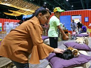 The attraction is designed to introduce children to the world of animals.