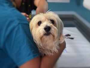 Saudi Arabia on Tuesday approved a 20 percent bonus for three years for those working in the veterinary field. (Pixabay) Saudi Arabia on Tuesday approved a 20 percent bonus for three years for those working in the veterinary field. (Pixabay)