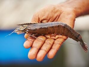The fishermen were shocked when they were prevented from fishing in the Kuwaiti waters which was helping them in covering their expenses. (Shutterstock)