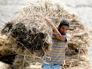 القضاء المصري يكشف قمة جبل التلاعب في توريد القمح