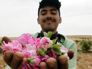 A Syrian man displays picked Damask Roses (Rosa Damascena), which are used to make rose water, in the village of Marah, north of the capital Damascus. (AFP/File)