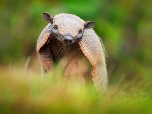 Armadillo (Shutterstock/File Photo)
