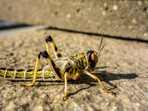 Reports have showed the presence of grasshoppers and other insects, but no locusts. (Shutterstock/ File Photo)
