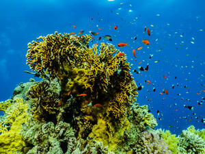 Coral reefs and water plants in the Red Sea are in serious danger of dying. (Shutterstock/File)
