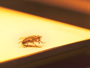 ينصح بوضع الليمون وأوراقه على شرفة المنزل للتخلص من البعوض (shutterstock.com)
 ينصح بوضع الليمون وأوراقه على شرفة المنزل للتخلص من البعوض (shutterstock.com)