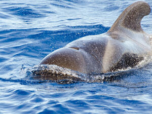 Pilot whale (Shutterstock)