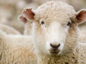'Running of the Sheep' Festival Starts in New Zealand town
