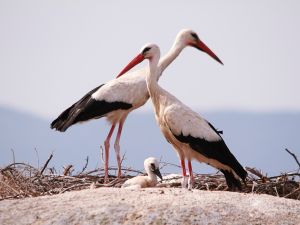 White storks  (Shutterstock/File Photo)