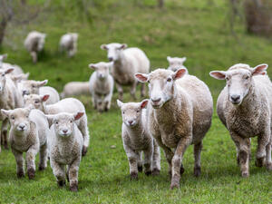 (Shutterstock/ File Photo)