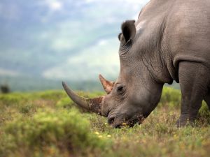 A close up photo of an endangered white rhino (Shutterstock)