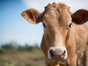 (Shutterstock/ File Photo)