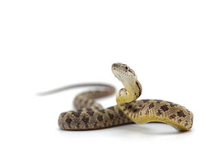 تفسير رؤية الثعابين في المنام (shutterstock.com)
