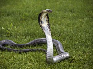 Cobra (Shutterstock/File Photo)