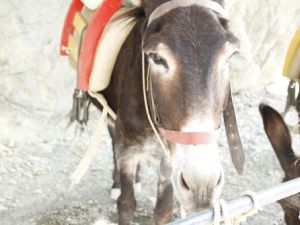 The donkey was taken to a department of veterinary medicine in Fayoum to receive treatment and care (Shutterstock/File)