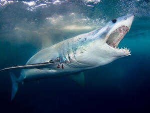 (Shutterstock/File Photo)