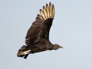 A recent incident involved a vulture allegedly spying for Israel, but this is certainly not the first case of alleged animal espionage. (Twitter)