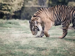 A tiger goes for a walk at a Russian shopping mall. (Pexels)