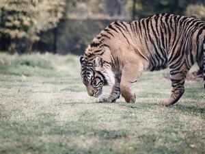 A tiger goes for a walk at a Russian shopping mall. (Pexels)