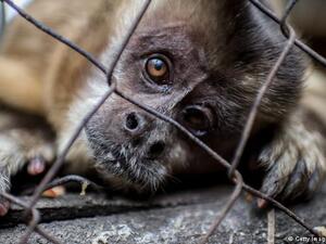 Jordan says Cases of illegal hunting, possession and trade of wild birds and animals dropped almost by half in 2017. (AFP/ File Photo)
