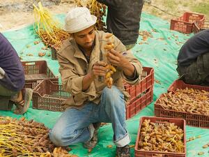 14.2 percent prefer the Tunisian product by "love for the motherland". (Shutterstock)