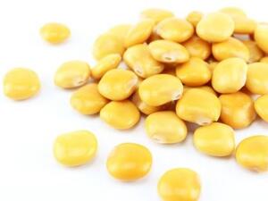 فوائد الترمس المر إزالة علامات الشيخوخة المبكرة التي تظهر على البشرة
