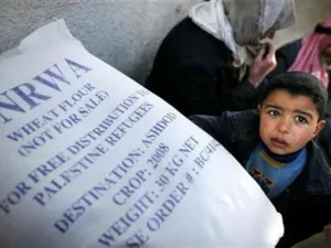 طفل فلسطيني ينظر في جوال طحين (دقيق) تلقته أسرته من مركز لأونروا في دير البلح