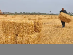 Egypt's state grain buyer said the purchase is due for an early July shipment. 