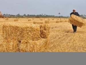 The wheat harvest lasts from April to June.