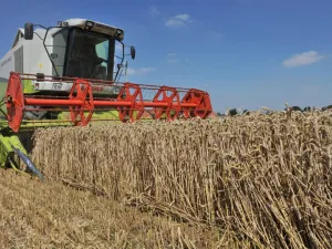 Iran expects to export 1 million tonnes of surplus wheat and its products this year. (AFP/ File)