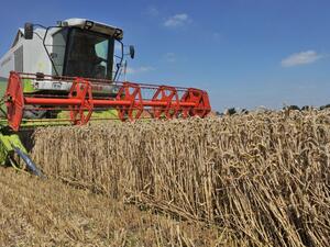 Iran expects to export 1 million tonnes of surplus wheat and its products this year. (AFP/ File) Iran expects to export 1 million tonnes of surplus wheat and its products this year. (AFP/ File)