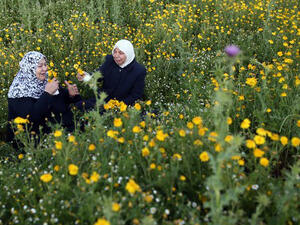 Palestinian women, who fled the Yarmuk Palestinian refugee camp in Syria, pick wild mustard flowers which grow in fields across the Gaza Strip. (AFP/File)