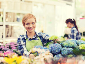 ينصح بقطف الورود الأمامية والإبتعاد عن قطف الورود الخلفية ينصح بقطف الورود الأمامية والإبتعاد عن قطف الورود الخلفية