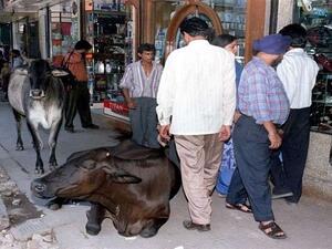 تنتشر في الهند بشكل كبير عادة الانتقام من كل من يتسبب بالأذى للبقر