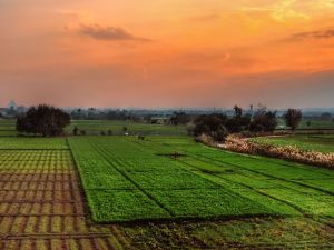 Egypt's agricultural exports hit new highs