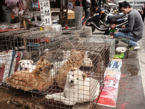 China Bans Wild Animal Trading Temporarily Until The Viral Epidemic Eases