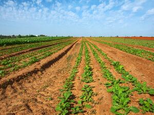 China's Purchases of US Agricultural Goods Didn't Reach Deal's Target