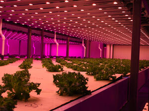 Abu Dhabi's Desert To Be The Home of World's Largest Indoor Farm