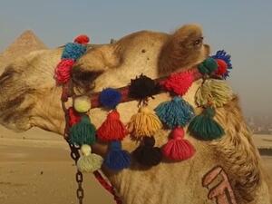 اكذوبة انفلونزا الابل في قطر.. من اين وكيف انتشرت؟