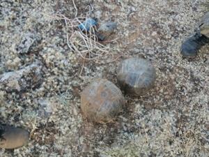 مقتل 5 يمنيين من عائلة واحدة بانفجار في الحديدة