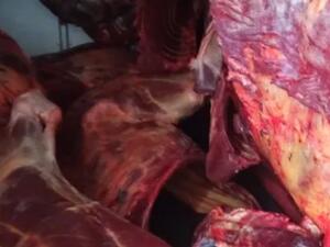 ضبط مذبح للحمير في مزرعة غربي الجزائر