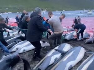  ذبح مئات الدلافين على شاطئ في الدنمرك