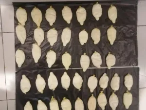 45 كبسولة كوكايين داخل أحشاء مسافر قادم للأردن