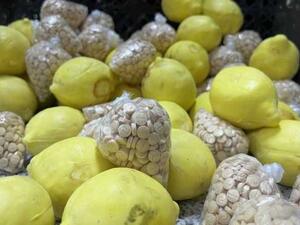 السعودية تضبط ملايين الاقراص المخدرة في شحنة ليمون