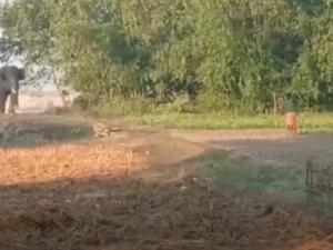 فيل هائج يطارد ويسحق رجلا في ولاية آسام الهندية