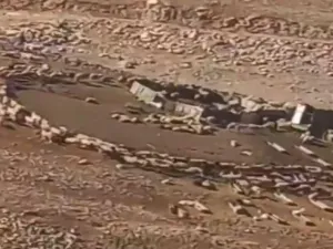 ما علاقة دوران الأغنام في الاردن بعلامات الساعة؟