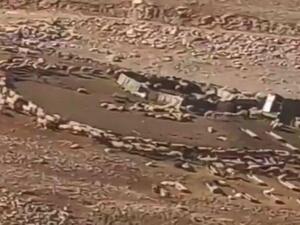 ما علاقة دوران الأغنام في الاردن بعلامات الساعة؟