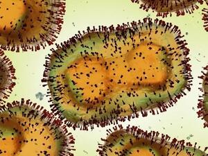 مصر تسجل إصابة جديدة بفيروس جدري القرود