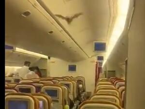 شاهد.. خفاش يجبر طائرة هندية على الهبوط بعد اقتحامه درجة رجال الأعمال 