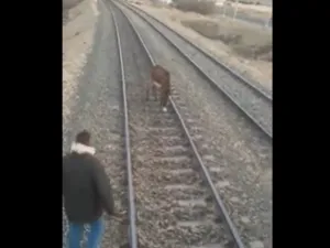 حمار يكاد يتسبب بكارثة قطارات جديدة بمصر