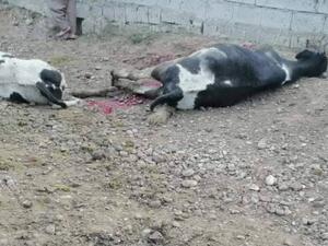 داعش يفجر قطيع أبقار في العراق